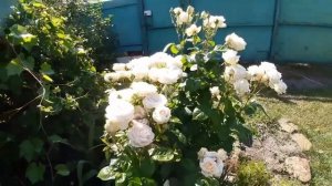 Чайно - гибридная роза Мадам Анизетт (Madame Anisette)