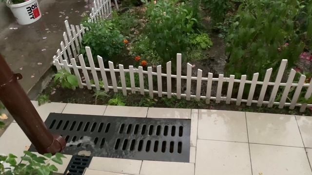 Розы во время и после ливня г. Киев  12 июня 2024 г.