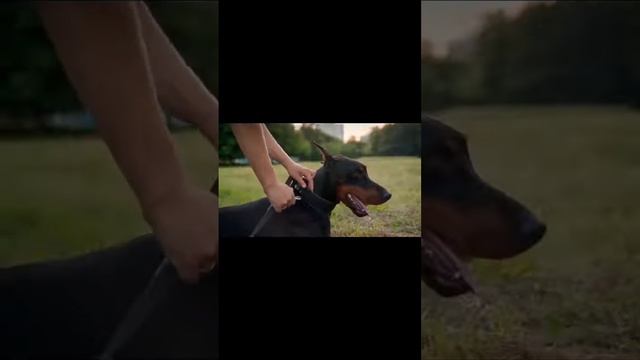 Тактический ремень с высокотехнологичной пряжкой ЗУБ смотреть онлайн