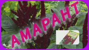 АМАРАНТ. Когда и как посеять в грунт.