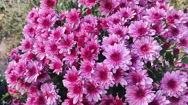 хризантема мультифлора Лайві Пінк Біколор