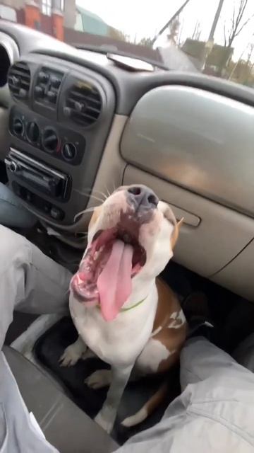 Мой Амстафф #shorts #shortvideo #staff #subscribe #amstaff #pitbull смотреть онлайн