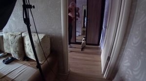 Почему кот смотрит в зеркало?