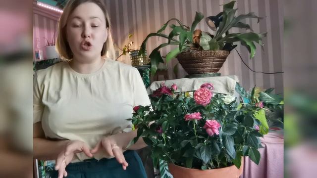 Как ухаживать за розами дома смотреть онлайн
