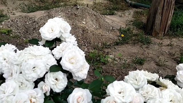 Роза Аспирин - неприхотливая, непрерывно цветущая, мор