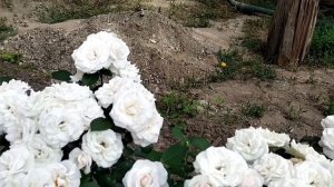 Роза Аспирин - неприхотливая, непрерывно цветущая, мор