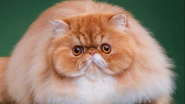 Искусственный интеллект создал музыку для кошки низк?