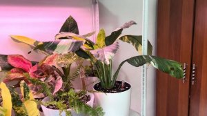 Как правильно удобрять на фитильном поливе?/удобный л?