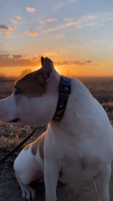 Американский стаффордширский терьер смотреть онлайн