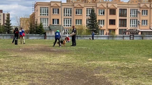 2 Отл. СС Сибирский Феникс АФИНА +++ №28 / КЧК КЕМЕРОВО 4 мая`25 И.Ширан Моно н/о