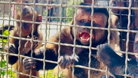 Вожак Румба ХОЧЕТ ФИНИКА СЕБЕ! Нужно видеть реакцию капуцинов на нашего малыша смотреть онлайн