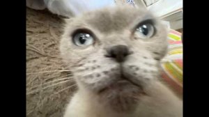 Полка-«Директ»