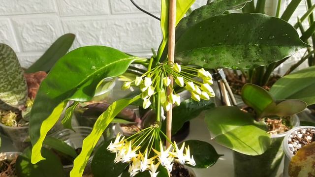 Хойя мультифлора 🌿( Hoya multiflora)мій догляд🌺