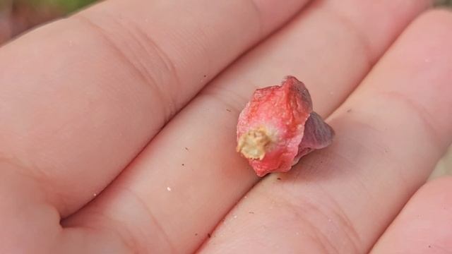 Спасти фаукарию (сгнили корни) смотреть онлайн