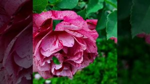 Роза New Imagine