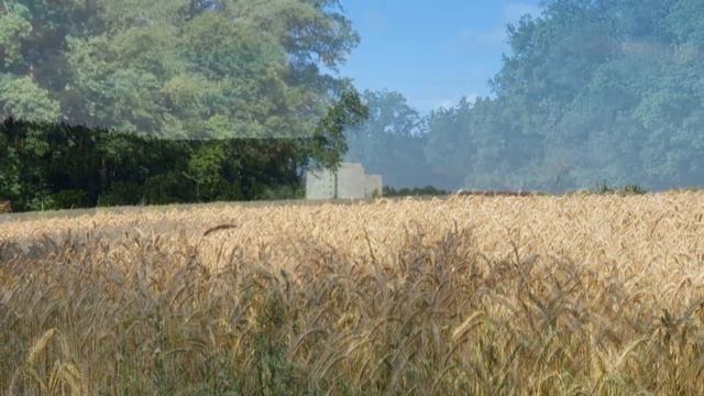Foto: Getreidefelder In Der Reifephase. 06.07.2024. (Фотоклип: Зерновые поля в