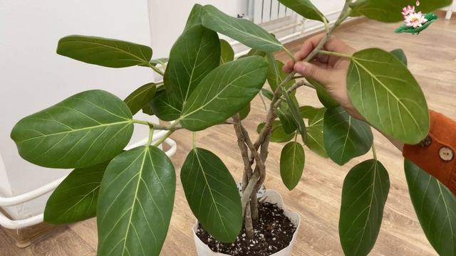 ФИКУС ОДРИ ӨРІП ӨСІРУ🪢ГҮЛІҢІЗДІ ЗИЯНКЕСТЕН🦟🕷️ ҮЙ