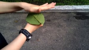 Как хлопает лист