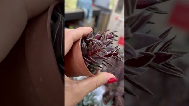 Суккуленты по оптом ценам.  Отправлю почтой России