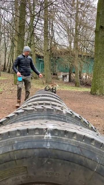 Мотивация от Амстаффа ЮмИ #shorts смотреть онлайн