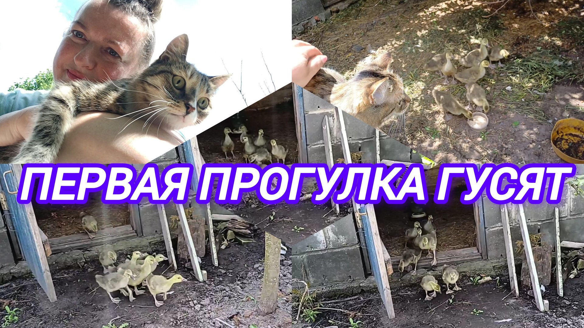 ПЕРВАЯ ПРОГУЛКА ГУСЯТ смотреть онлайн