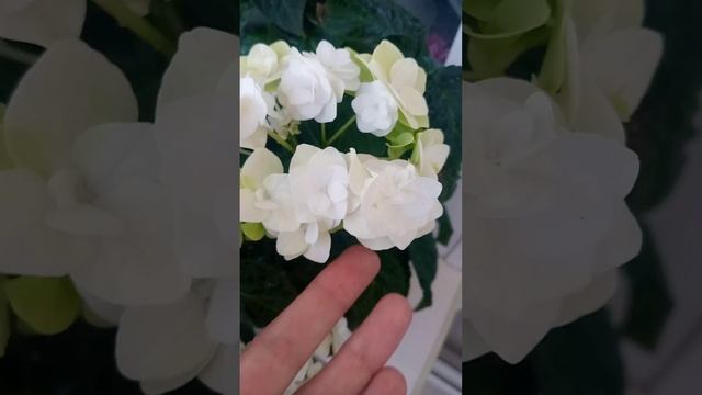 Гортензия Платье Невесты или Доппио Бьянка в полном р?