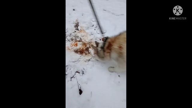 ужас#хаски#собака#animals#хаски#dog#прикол смотреть онлайн