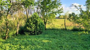 20-05-2025Обьездили станицу, по незнакомым улицам. Борьба с травой. Вкусные штруделя.