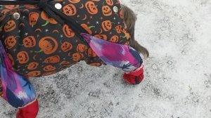 Ботинки для собаки на подтяжках своими руками. Получи?