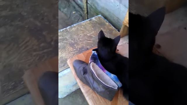 Пародия на канал дай пять смотреть онлайн