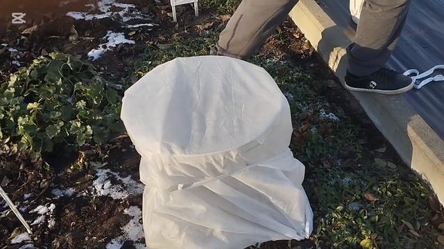 Подготовка Роз К Зиме смотреть онлайн