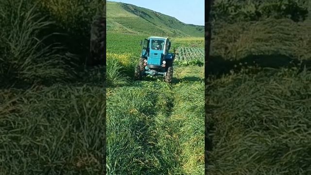 Трактор Т-40 косит траву очень мощный трактор ПОДПИСЫВ? смотреть онлайн