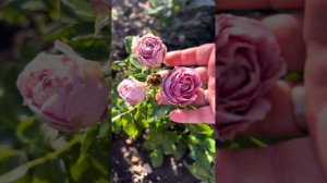 Мисти Баблс #питомникроз #купитьсаженцы #розы #дача #са