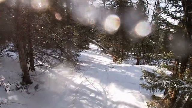 Гусеничный гидравлический мини вездеход  езда по лесу