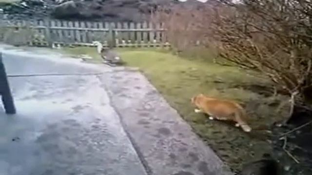 Охота на охотника! смотреть онлайн