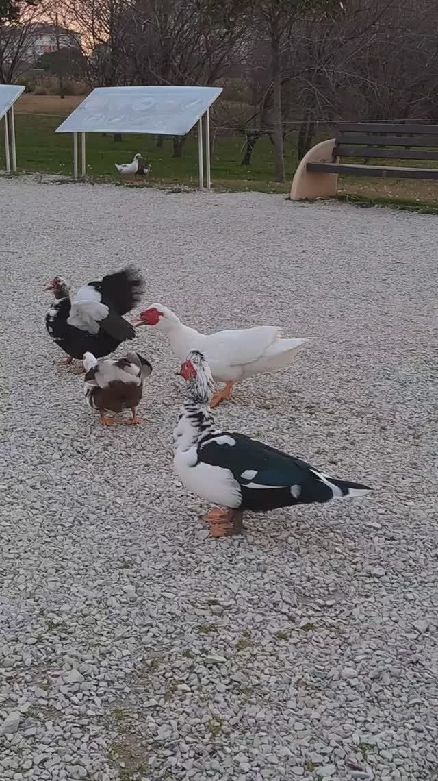 Утиная ссора. Изгнание и возмущение. смотреть онлайн