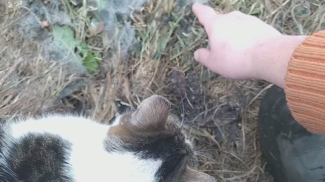 Паутинная плесень (дактилиум) на улице весной