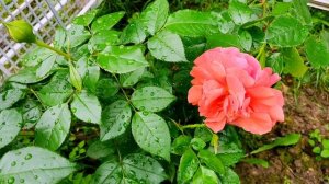 Роза Наранга плетистая. Рыжее рыжего кота.первогодка.?