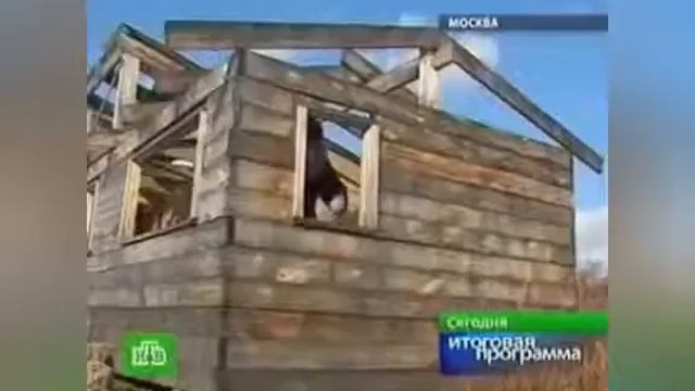 Прикол бета смотреть онлайн