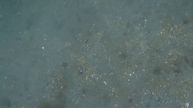 Лопасти карбоновые SCALLOPS TUNA