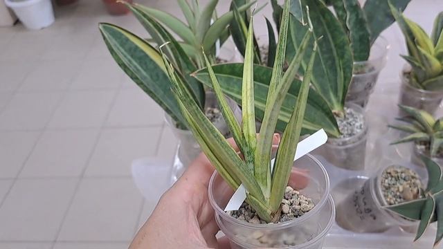 Адаптированные Тайские Сансевиерии.  Часть 2. Видео от