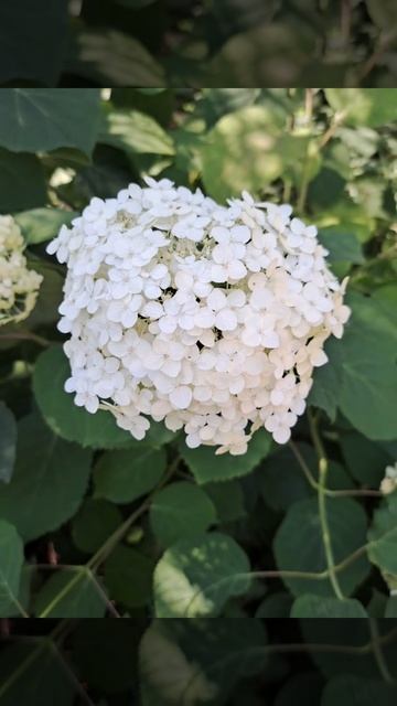 А у садах гортензія цвіте…