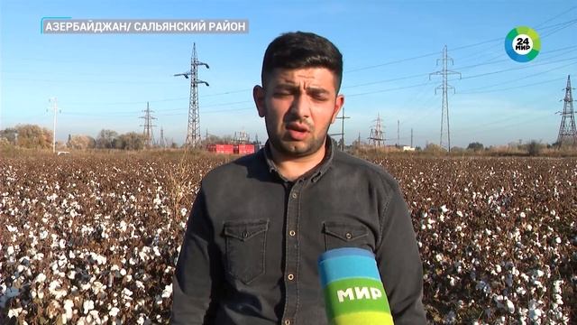 Сбор хлопка начался в Азербайджане: в этом году им зас? смотреть онлайн