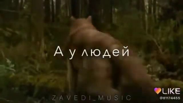 Волк самое прикольное существо смотреть онлайн