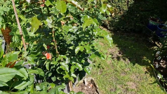 #MarieCurie #Мари Кюри #флорибунда многоцветная #floribunda #Meilland смотреть онлайн