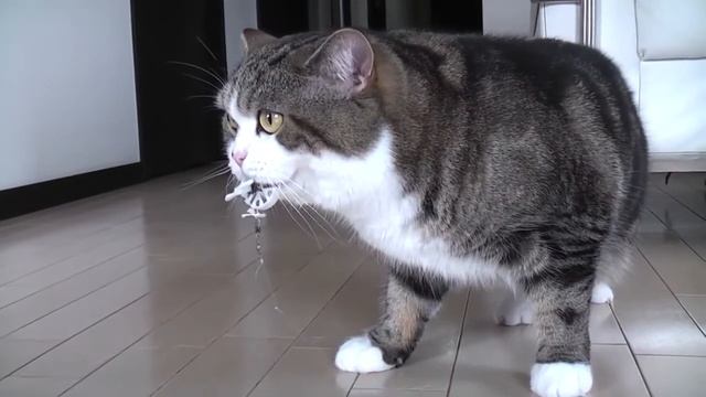 Самый прикольный кот в мире)) смотреть онлайн