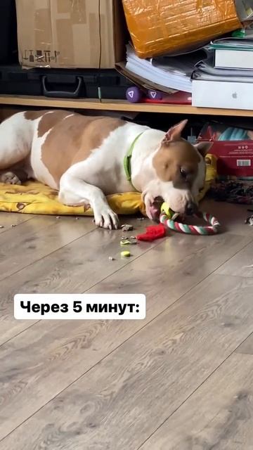Новая игрушка Амстафф #k9 #shorts #amstaff #staff смотреть онлайн