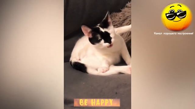 Смешные пушистики #2 Обхохочешься :) смотреть онлайн