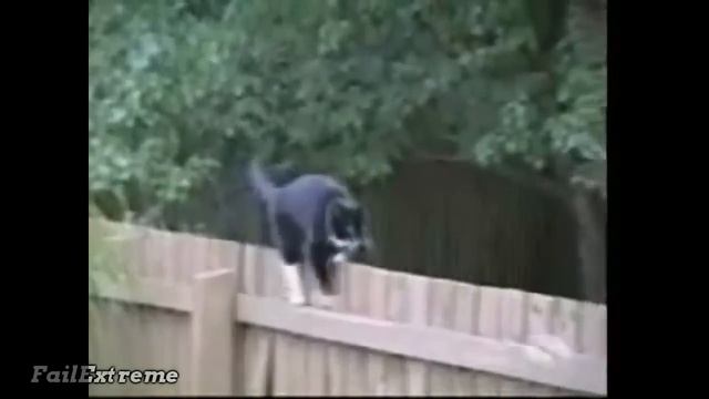 Тупые коты падают, приколы смотреть онлайн