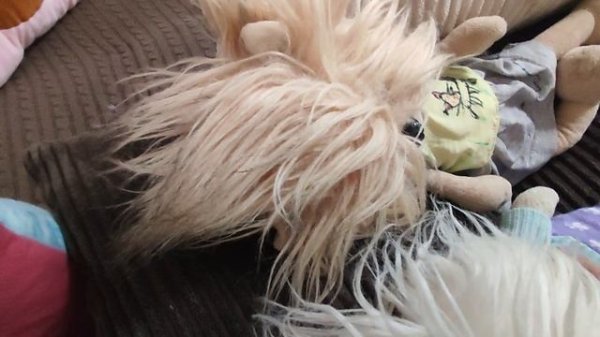 Собачки Lucky Doggy в машине